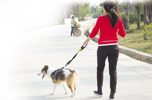 温州市养犬管理条例最新